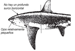 Alopias vulpinus_01.jpg